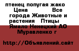 птенец попугая жако  › Цена ­ 60 000 - Все города Животные и растения » Птицы   . Ямало-Ненецкий АО,Муравленко г.